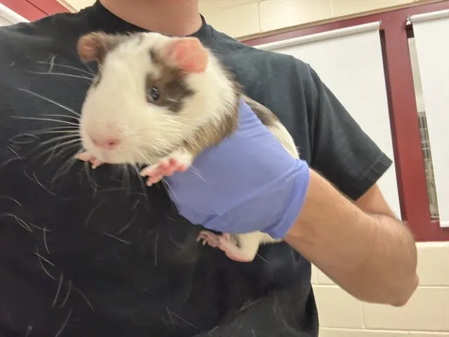 Wiggles