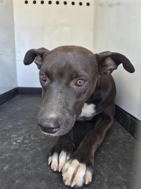 Adoptable Dog