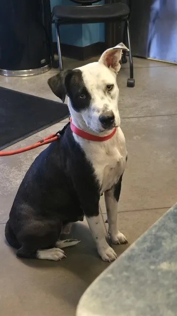 Adoptable Dog