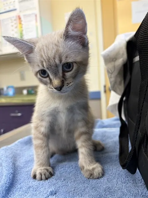 Adoptable Cat