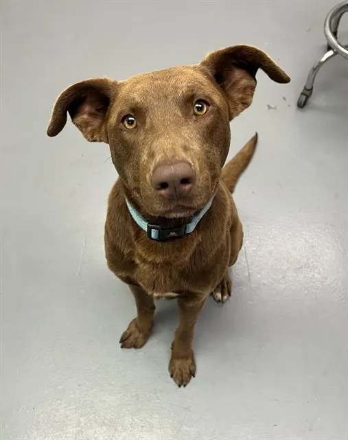 Brownie
