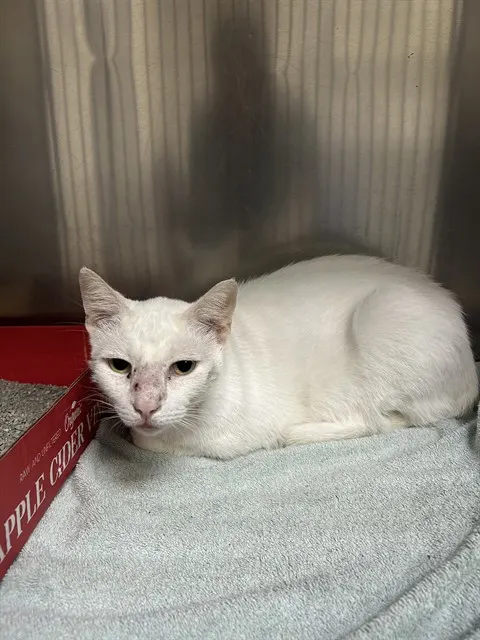 Adoptable Cat