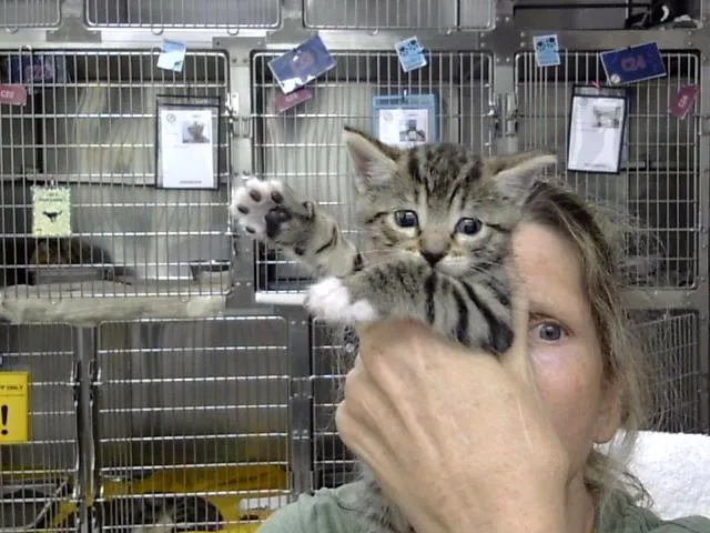 Adoptable Cat