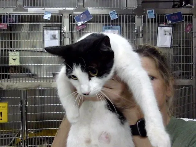 Adoptable Cat