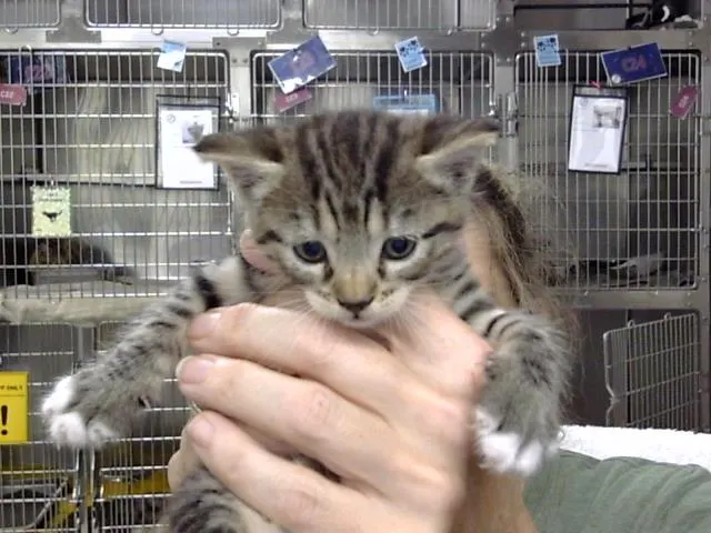 Adoptable Cat