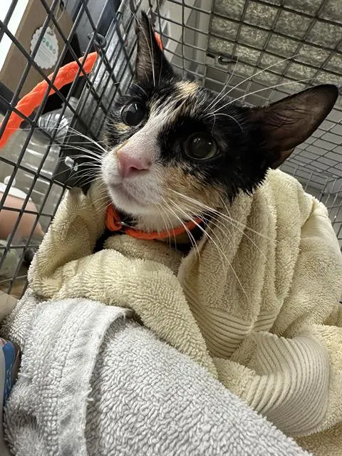 Adoptable Cat