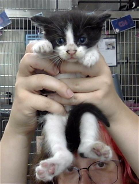 Adoptable Cat