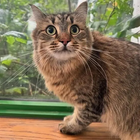 Totoro
