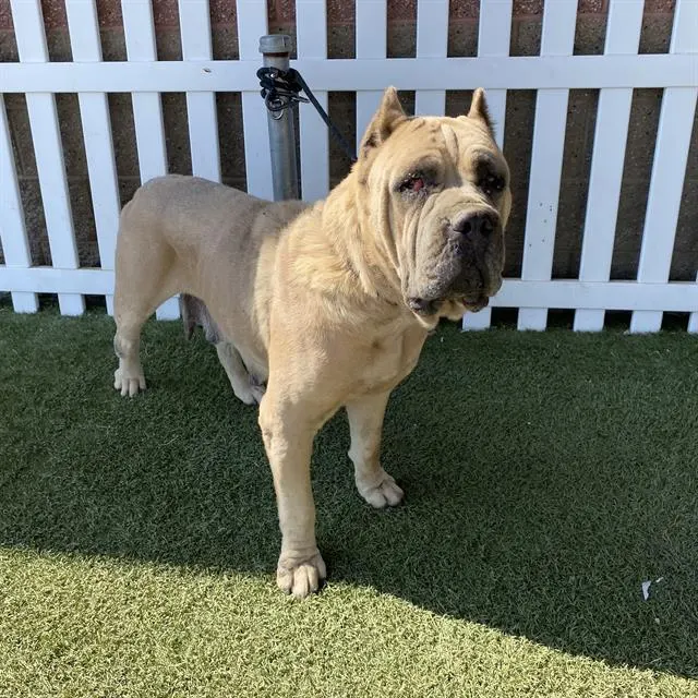 Adoptable Dog