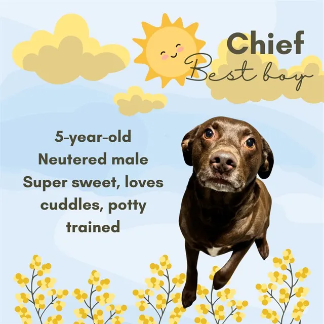 Chief