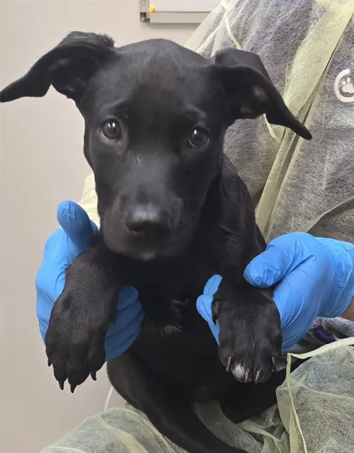 Adoptable Dog
