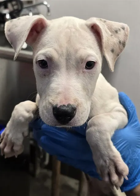 Adoptable Dog
