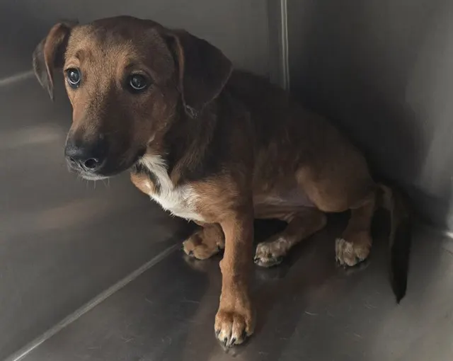 Adoptable Dog