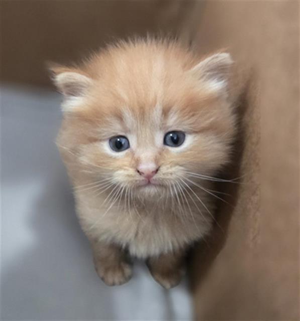 Ember