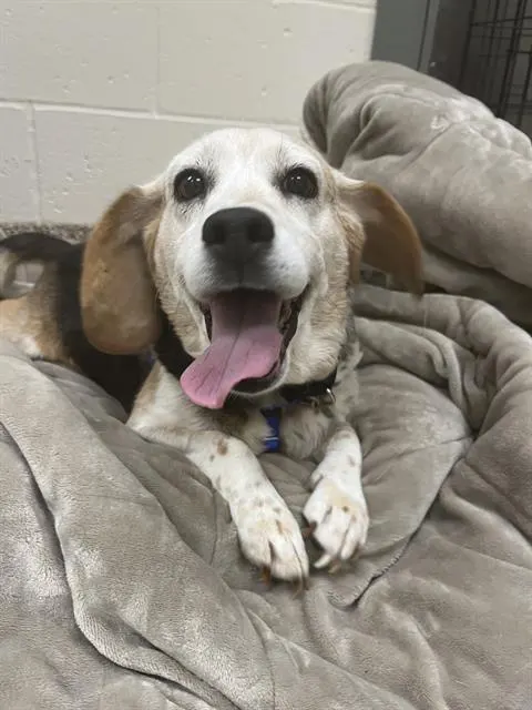 Bella