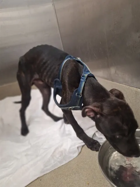 Adoptable Dog