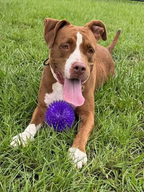 Leela