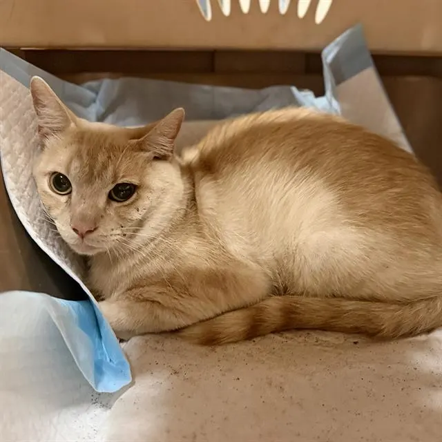 Adoptable Cat