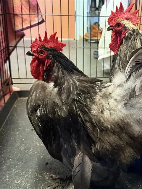 Adoptable Bird