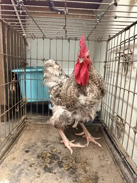 Adoptable Bird