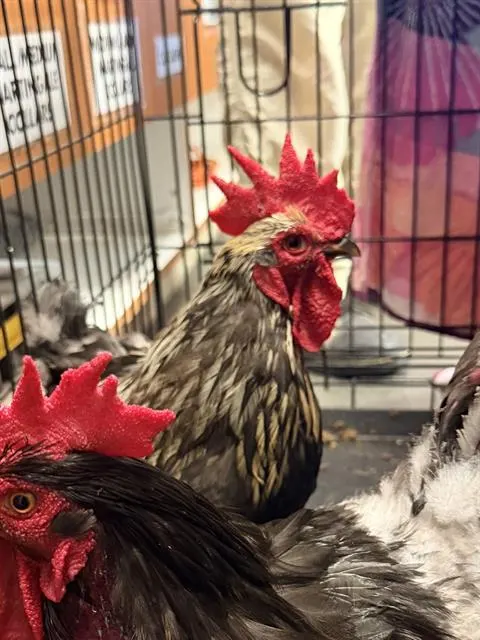 Adoptable Bird
