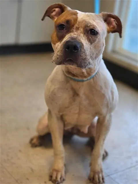 Adoptable Dog