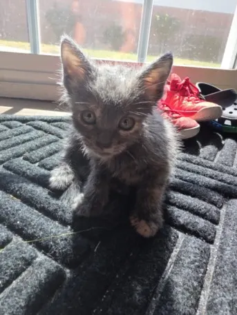 Echo