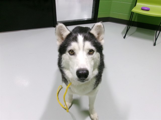 Adoptable Dog