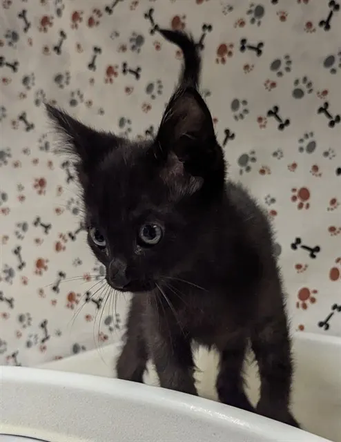 Toothless
