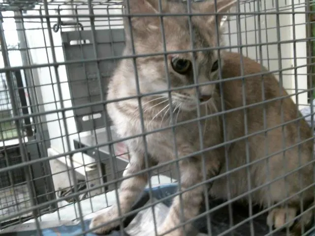 Adoptable Cat