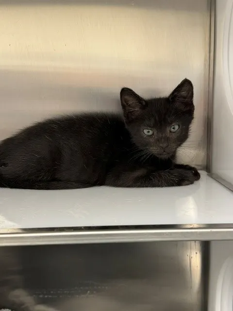 Coal