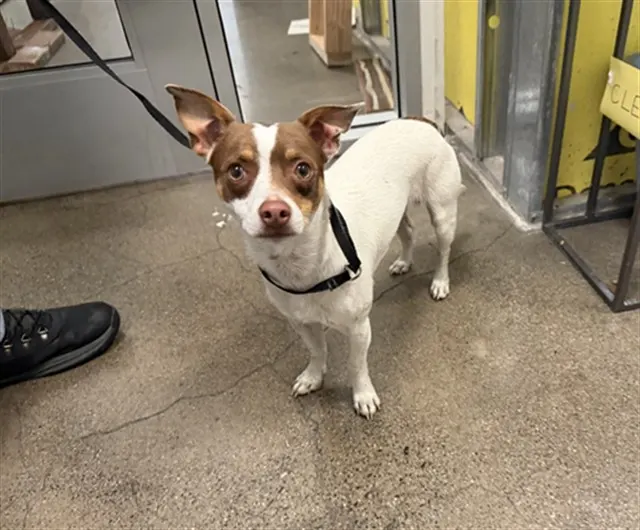 Adoptable Dog