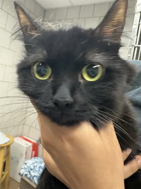 Blacky