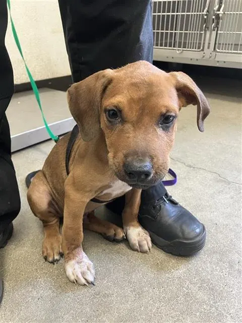 Adoptable Dog