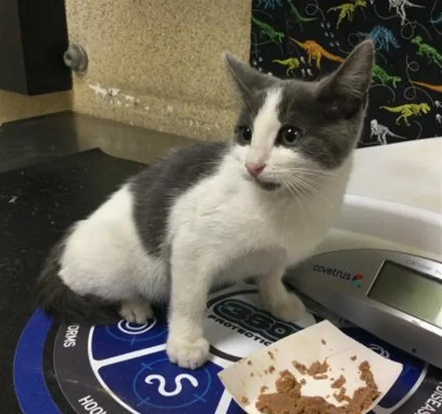 Domino