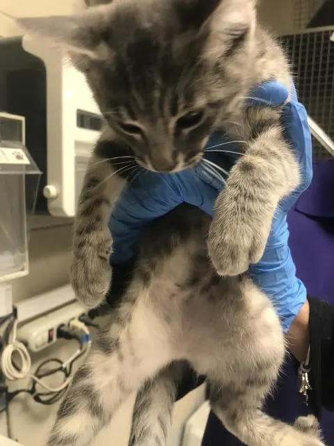 Adoptable Cat
