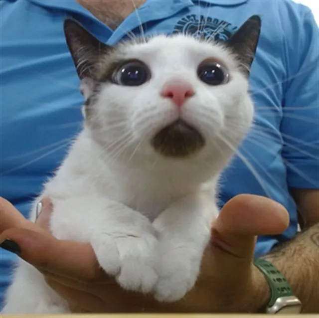 Asa