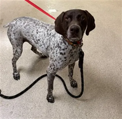 Adoptable Dog