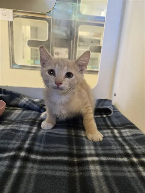 Adoptable Cat