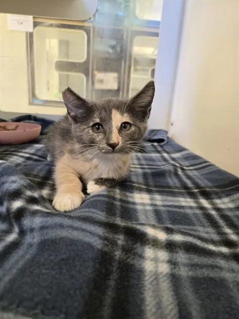 Adoptable Cat