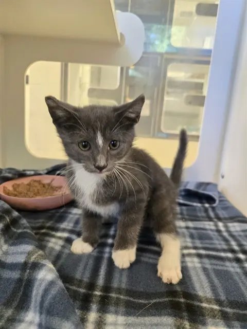 Adoptable Cat