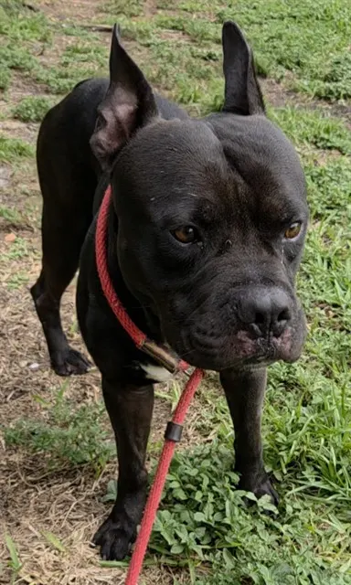 Toroe