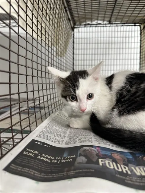 Adoptable Cat