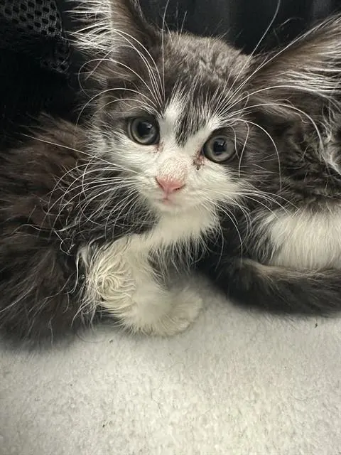Adoptable Cat