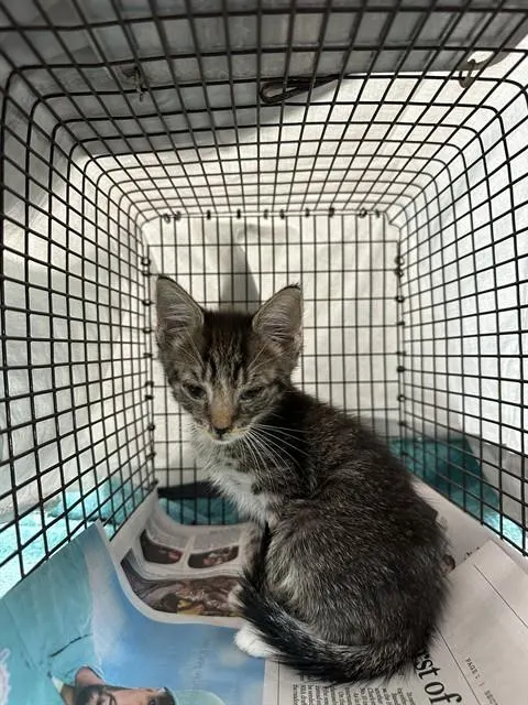 Adoptable Cat