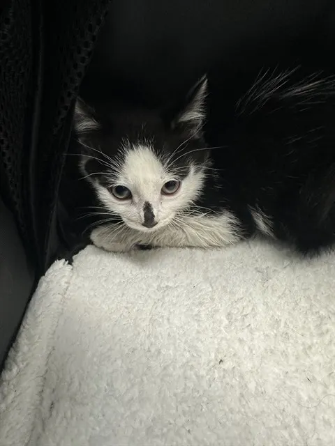 Adoptable Cat