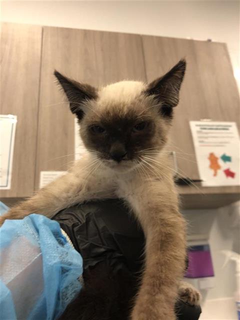 Adoptable Cat