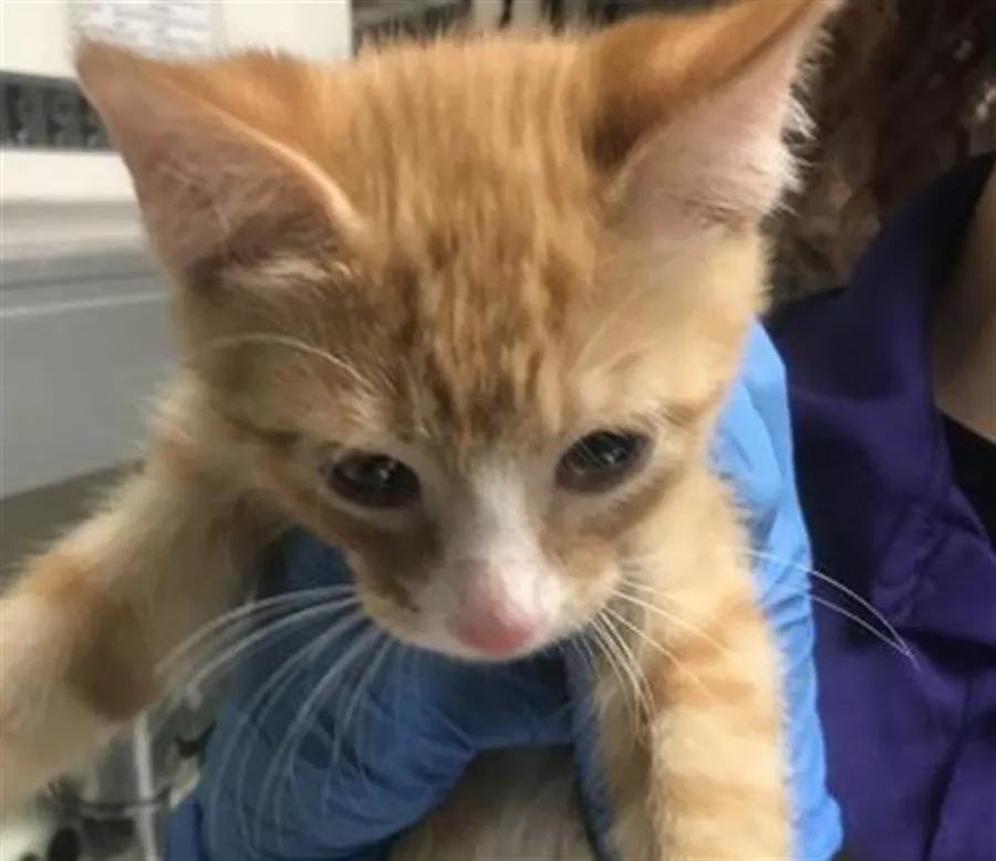 Adoptable Cat