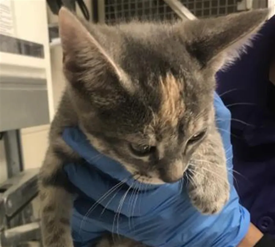 Adoptable Cat