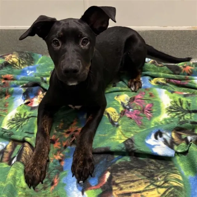 Korra - Adoption Pending